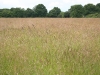 Hay Meadow ready for cutting