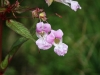 Himalayan Balsam