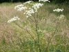 Hogweed