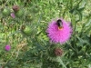 Bee on Thistle