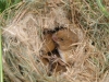 Juvenile Harvest Mice