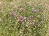 Knapweed