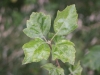 Leaves of Wild Service Treee