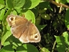 Meadow Brown butterfly