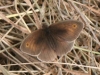 Meadow Brown