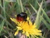 Red Tailed Bee on Dandelion
