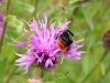 Red Tailed Bee on Knapweed