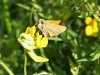 Small Skipper on Birds Foot Trefoil