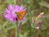 Small Skipper