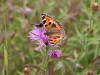 Small Tortoiseshell butterfly and Five Spot Burnet Moth