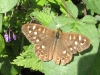 Speckled Wood butterfly