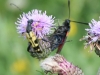 Wasp Beetle and Five Spot Burnet Moth