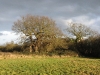 Winter sun on the old oak tree